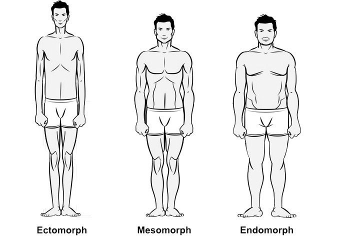 HUMAN BODY TYPES, ECTOMORPH MESOMORPH ENDOMORPH, SOMATOTYPES